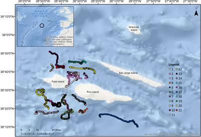 Dive Behavior and Activity Patterns of Fin Whales in a Migratory Habitat